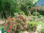 Althea Cottage Garden Saba