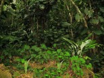 Ecolodge Rain Forest Saba