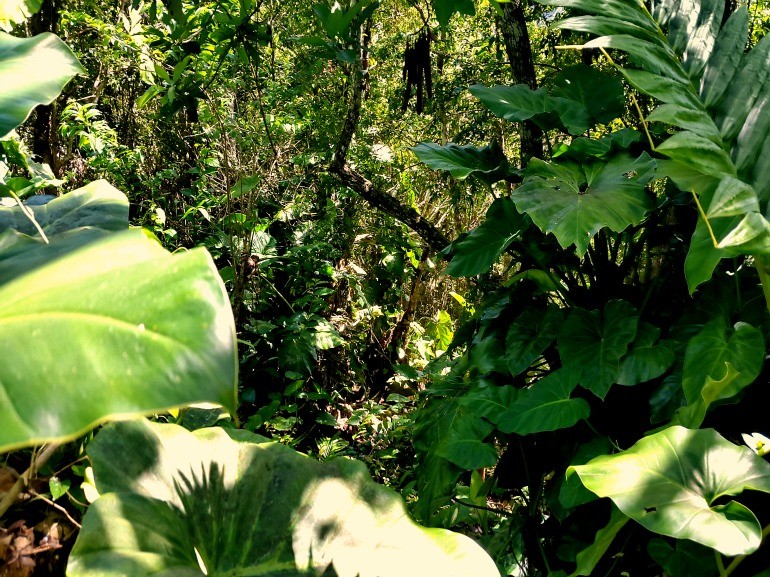 Serenity Hill Land For Sale Saba