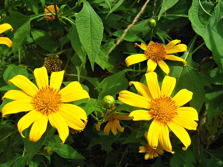 Saba Yellow Flowers