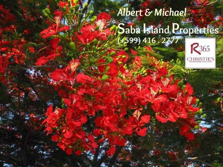 Saba Island Properties - Albert & Michael