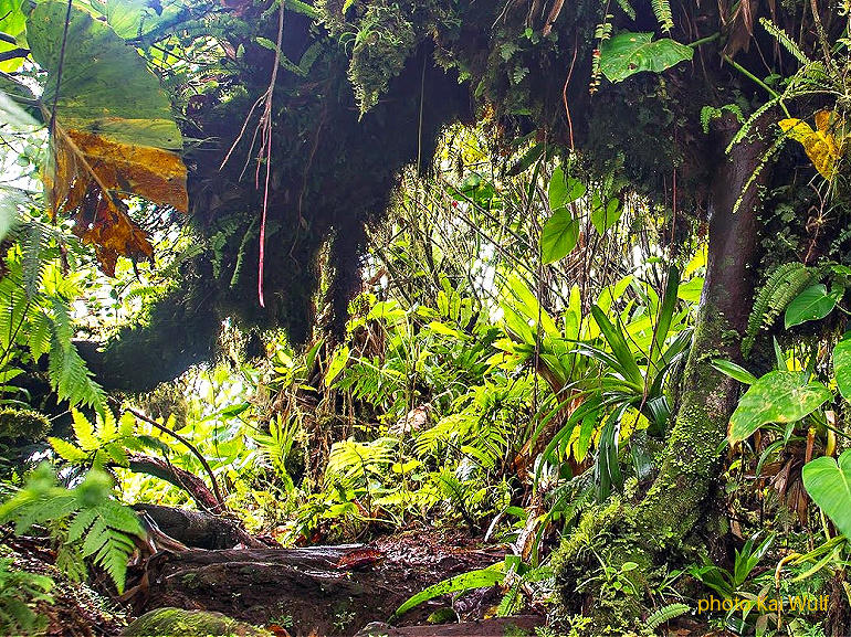 12 People and Nature - Albert & Michael - Saba Island Properties