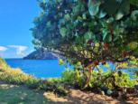 Sea Grape Cottage - For Sale - Saba Island Properties - Albert & Michael