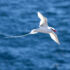 Lifestyle Migration - Albert & Michael - Saba Island Properties