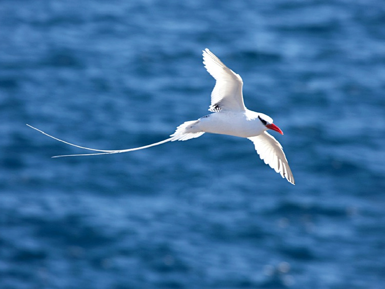Lifestyle Migration - Albert & Michael - Saba Island Properties
